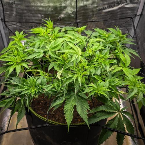 Deep Mandarine. Week 9