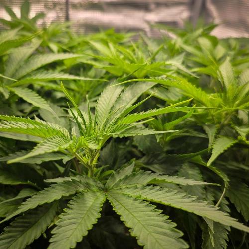Deep Mandarine - Delicious Seeds. Week 10