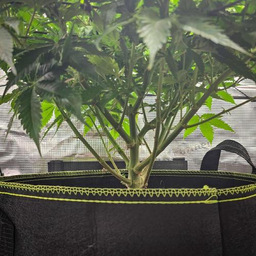 Deep Mandarine - Delicious Seeds. Week 10