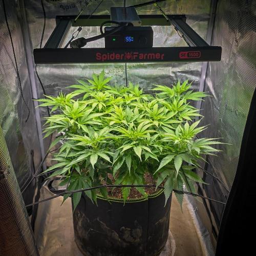 Deep Mandarine - Delicious Seeds. Week 10
