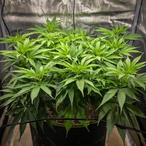 Deep Mandarine - Delicious Seeds. Week 10