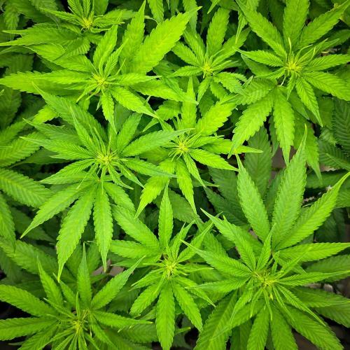 Deep Mandarine - Delicious Seeds. Week 11