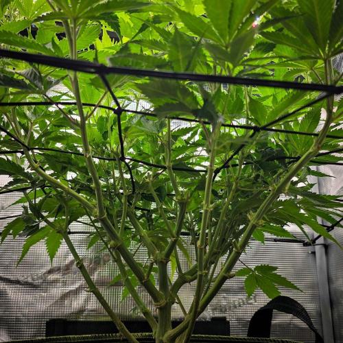 Deep Mandarine - Delicious Seeds. Week 11
