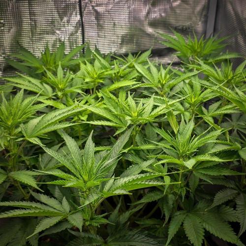 Deep Mandarine - Delicious Seeds. Week 11