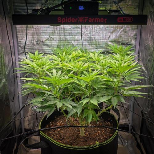 Deep Mandarine - Delicious Seeds. Week 11