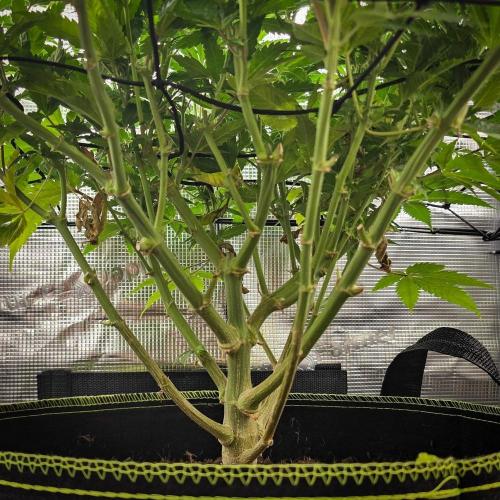 Deep Mandarine - Delicious Seeds. Week 12