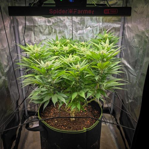 Deep Mandarine - Delicious Seeds. Week 12
