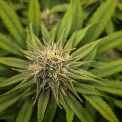 Deep Mandarine - Delicious Seeds. Week 14