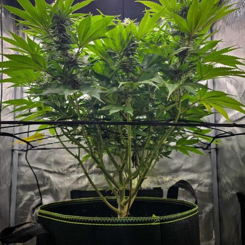 Deep Mandarine - Delicious Seeds. Week 14