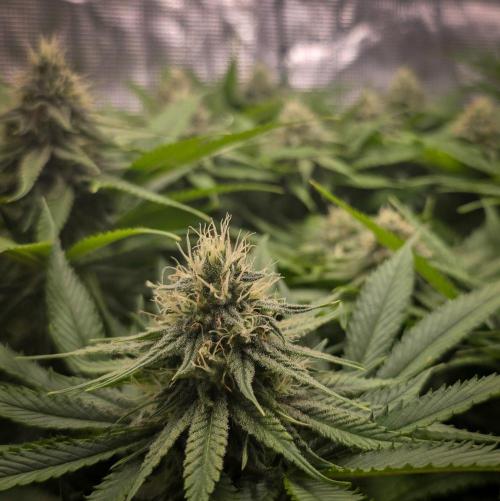 Deep Mandarine - Delicious Seeds. Week 14