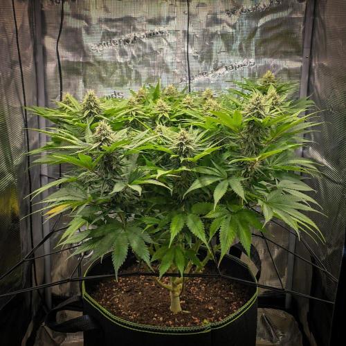 Deep Mandarine - Delicious Seeds. Week 14