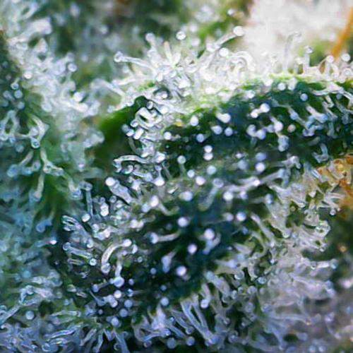 Deep Mandarine - Delicious Seeds. Week 15