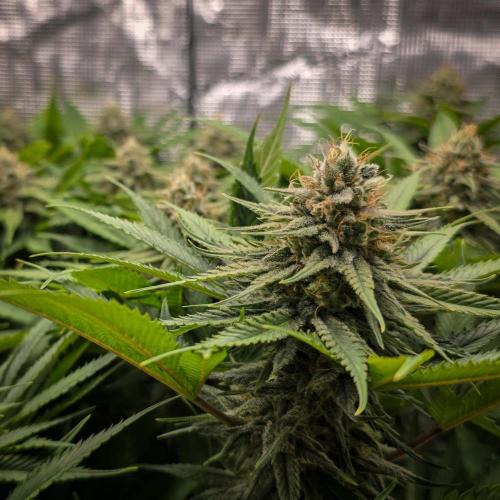 Deep Mandarine - Delicious Seeds. Week 15
