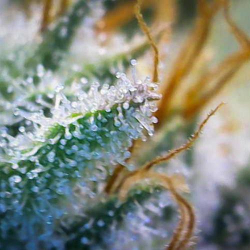 Deep Mandarine - Delicious Seeds. Week 15