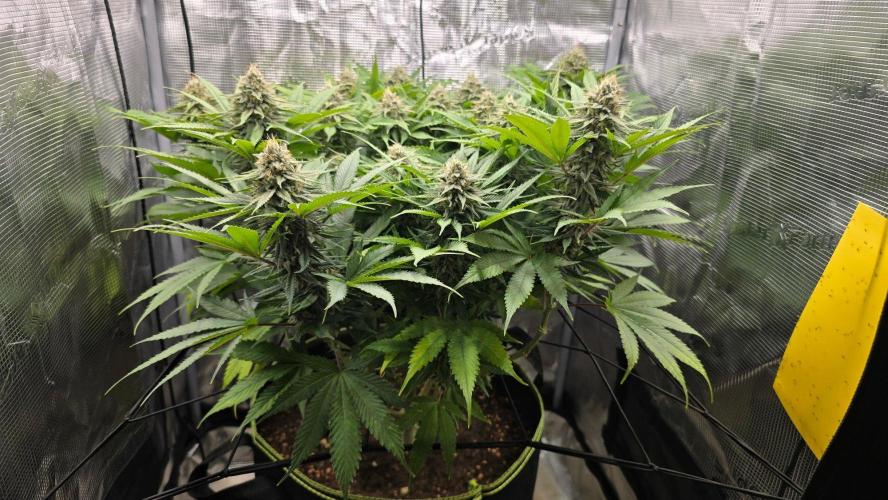 Deep Mandarine - Delicious Seeds. Week 15