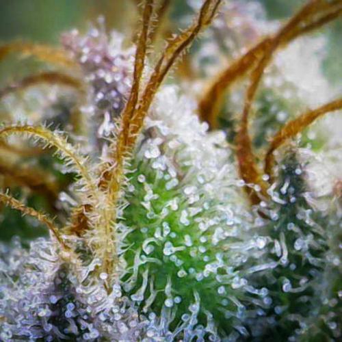 Deep Mandarine - Delicious Seeds. Week 16