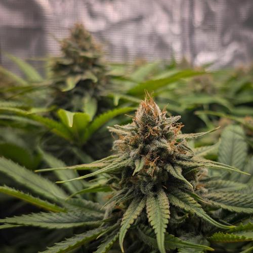 Deep Mandarine - Delicious Seeds. Week 16