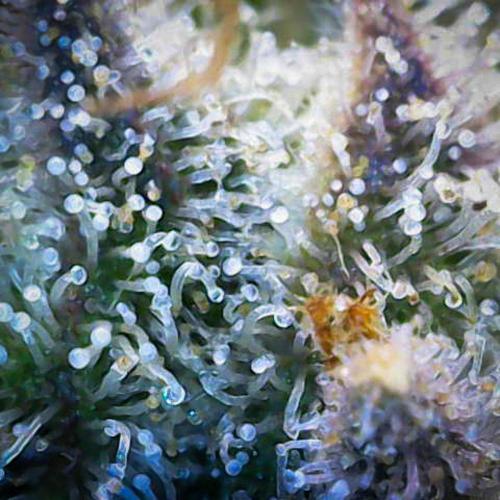 Deep Mandarine - Delicious Seeds. Week 17