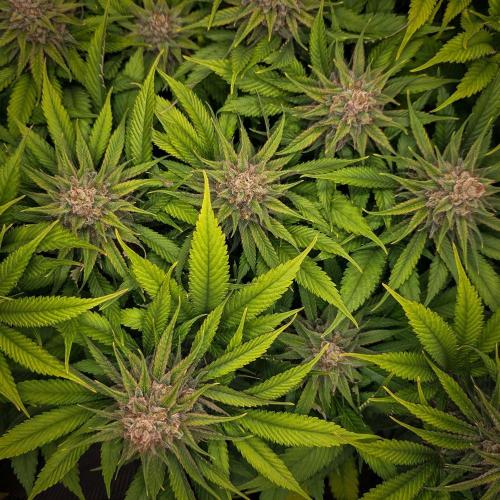 Deep Mandarine - Delicious Seeds. Week 17