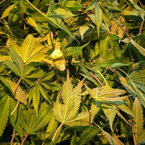 Deep Mandarine - Delicious Seeds. Week 18