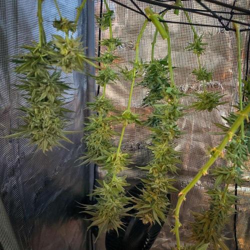 Deep Mandarine - Delicious Seeds. Week 18