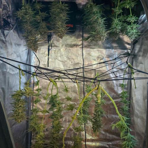 Deep Mandarine - Delicious Seeds. Week 18
