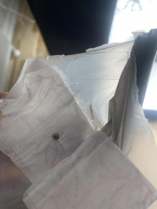 1st grow. Week 0 - 40 hrs
Bilbo on pic
BFC + IX were twice as long 💚