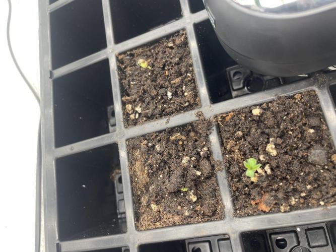 1st grow. Week 0 - Right: BFC
Left: bilbo digging out
Top: IX Shell head