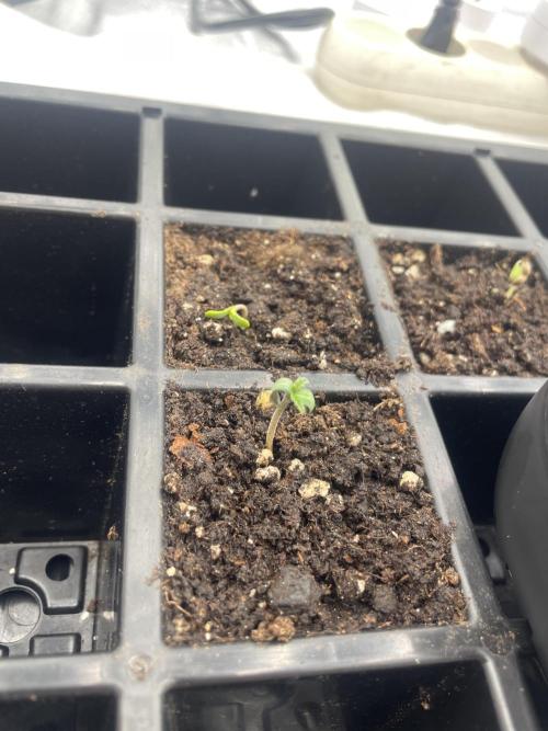 1st grow. Week 0 - it was a tired Bilbo who came out 😂
Unfortunately they had a stretch.