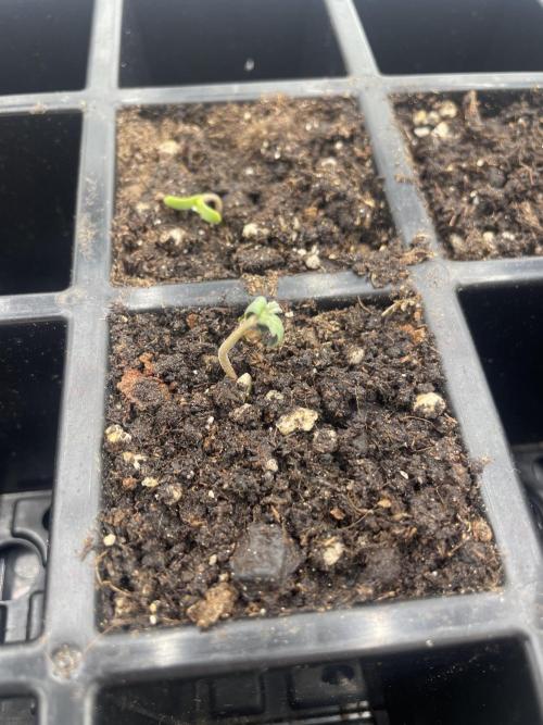 1st grow. Week 0 - Bumped into BFC 😵‍💫