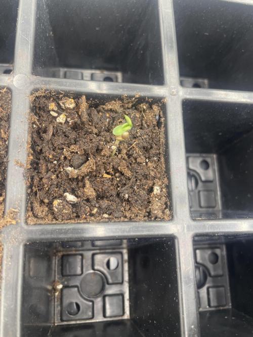 1st grow. Week 0 - IX broke through its shell 