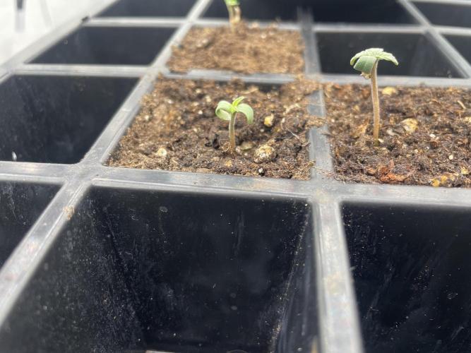 1st grow. Week 0 - So that is why they Call it Bilbo 🧐😂