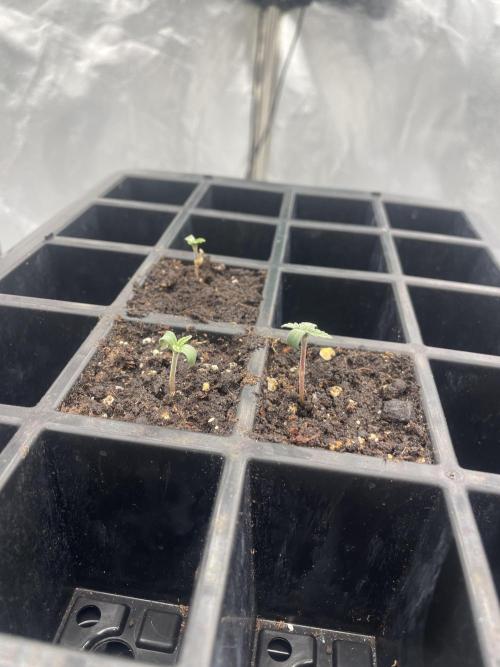 1st grow. Week 0 - The unfortunate stretch