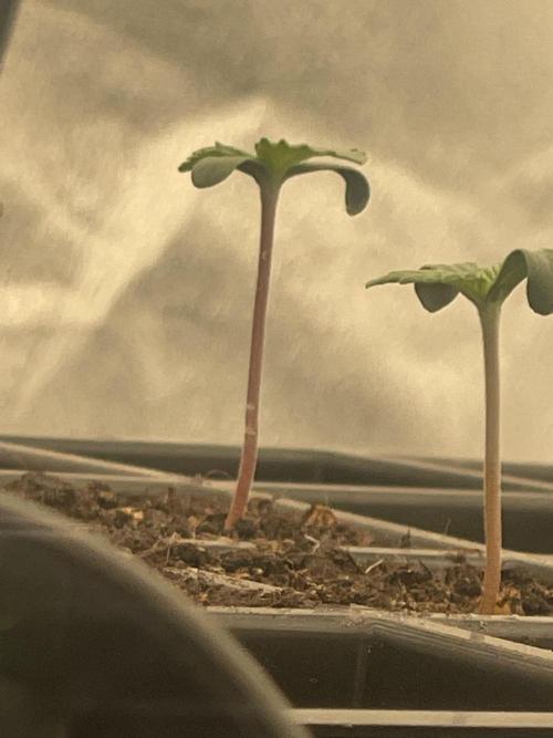 1st grow. Week 0 - Last day in tray
Stretchy