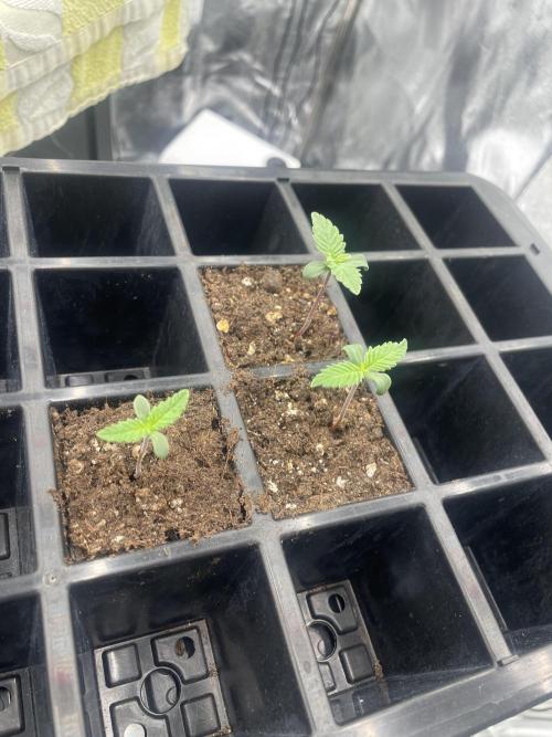 1st grow. Week 0 - Before transplant