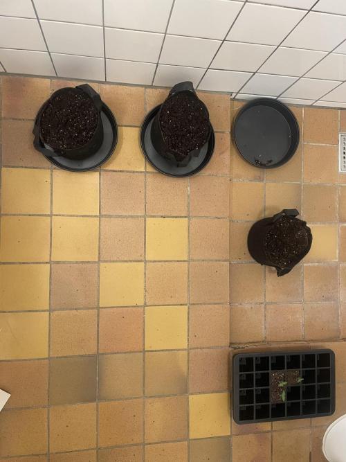 1st grow. Week 0 - Transplant time