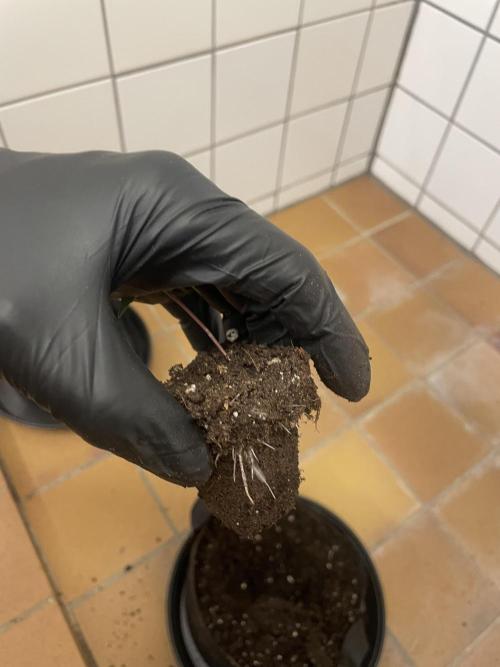 1st grow. Week 0 - Transplanting