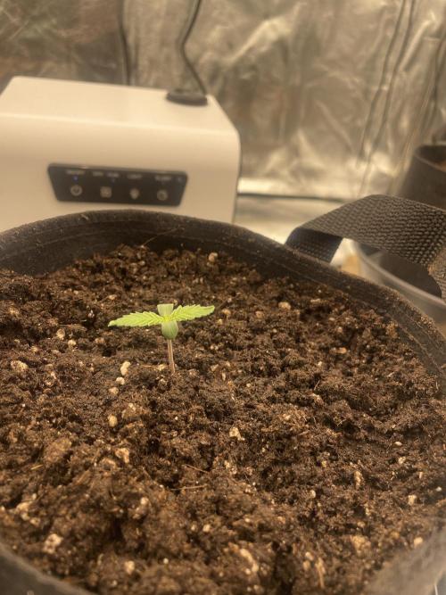 1st grow. Week 0 - Buried Sten height: 3 cm
