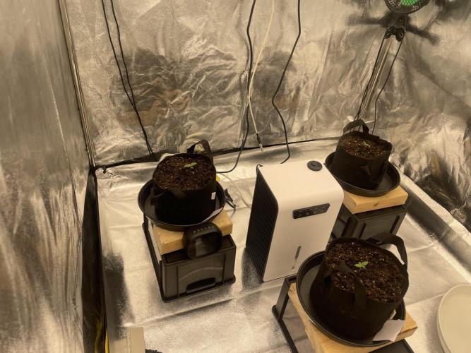 1st grow. Week 1 - Early Veg day 1 morning