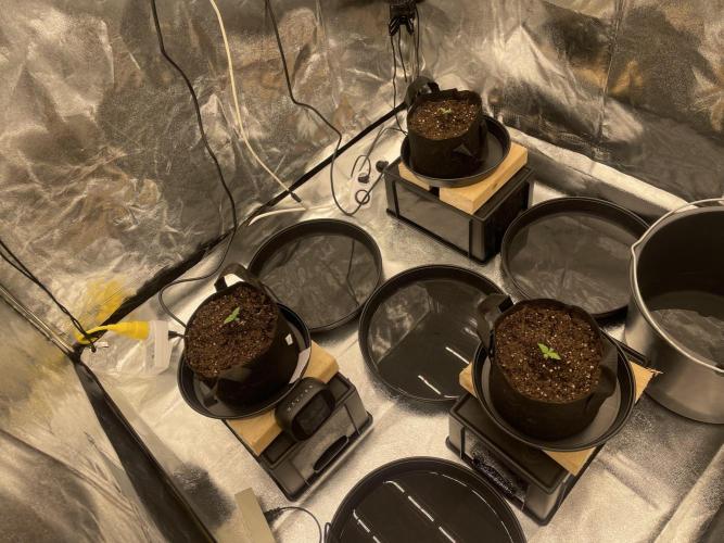 1st grow. Week 1 - Early Veg day 1 evening.