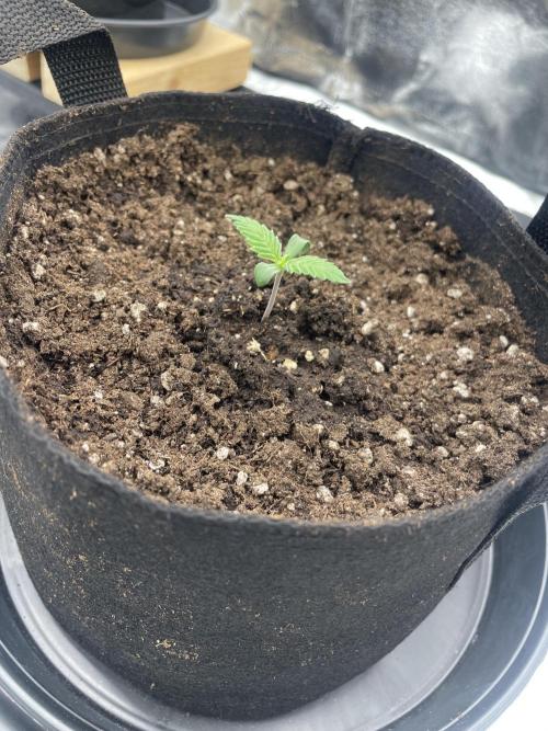 1st grow. Week 1