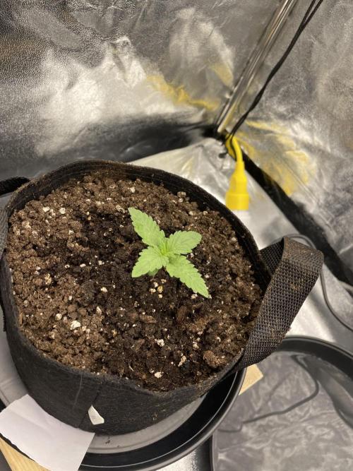 1st grow. Week 1 - Veg day 3