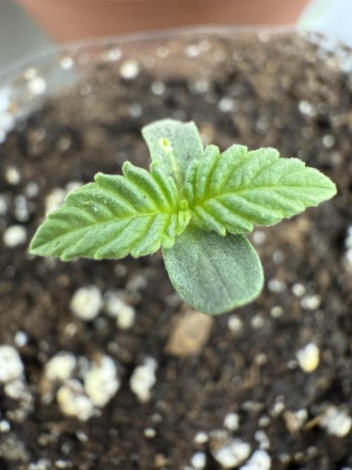 Moroccan seed #1 batch. Week 0 - Nepal Satori. Day 4 