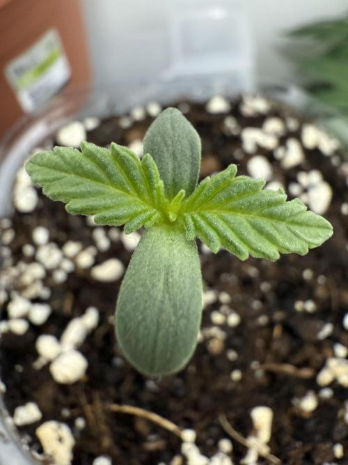 Moroccan seed #1 batch. Week 0 - Gavlyn c Wedding. Day 4