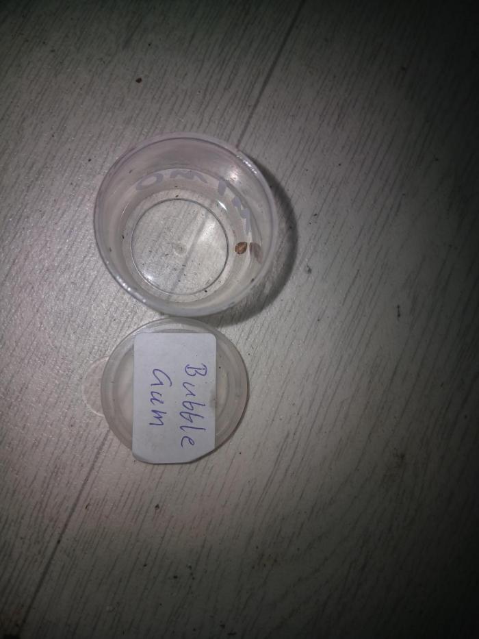 Seed Supplier Project. Week 0 - In ein klein becher 