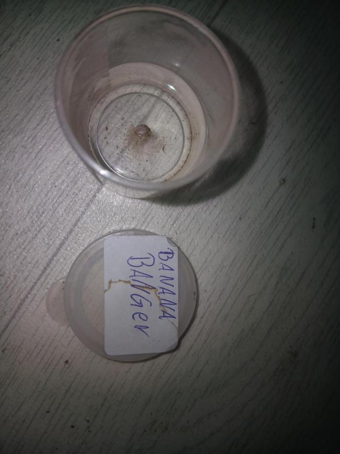 Seed Supplier Project. Week 0 - In ein klein becher 