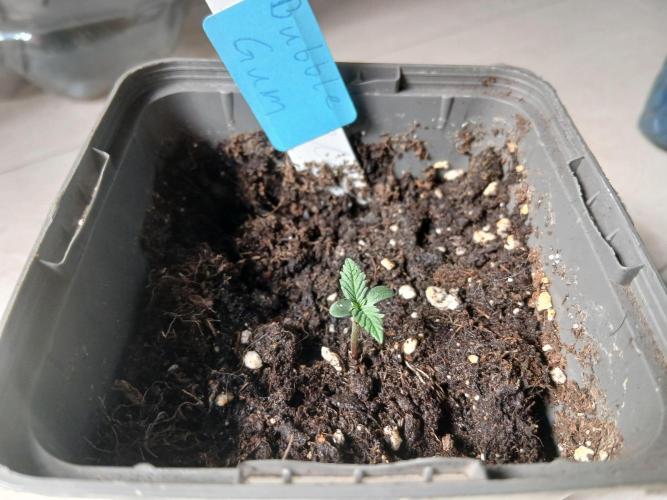 Seed Supplier Project. Week 1 - Das ist bubble-gum ist die krieg nur Wasser
