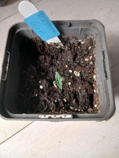 Seed Supplier Project. Week 1