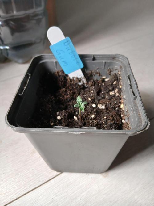 Seed Supplier Project. Week 1