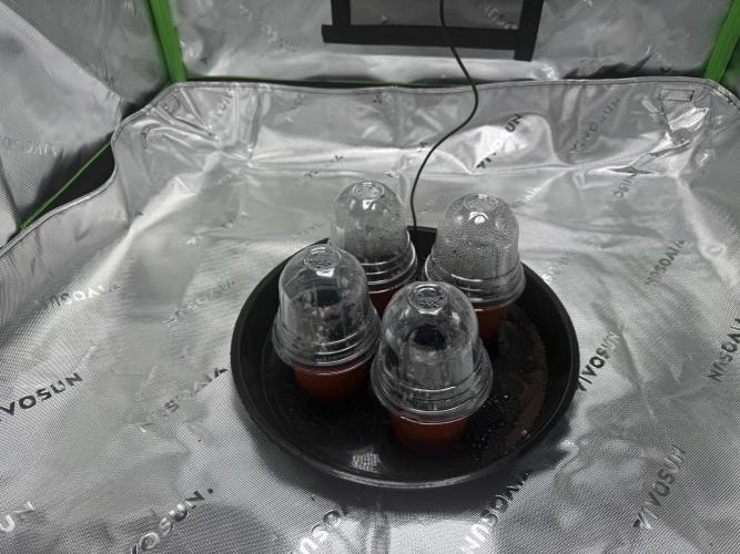 Grow tent VIVOSUN 2.7x2.7. Week 0